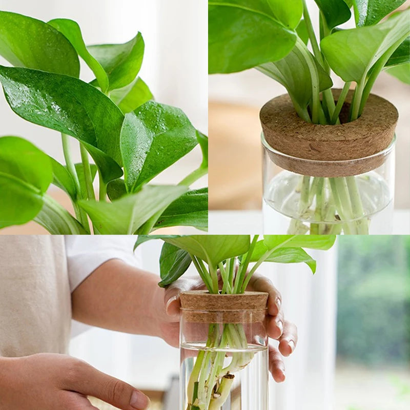 Hydroponic Plant Home Vase Decor Transparent Hydroponic Flower Pot Soilless Plant Pots Office Desktop Green Plants Pot Potted