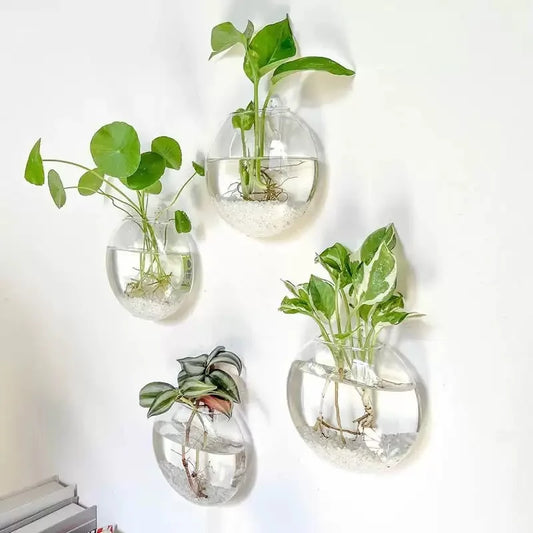 Pack Wall Hanging Glass Terrarium