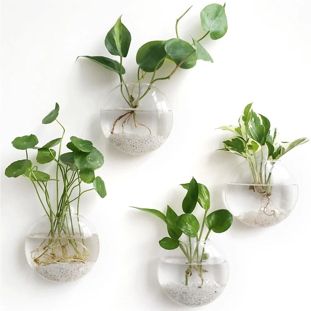 Pack Wall Hanging Glass Terrarium