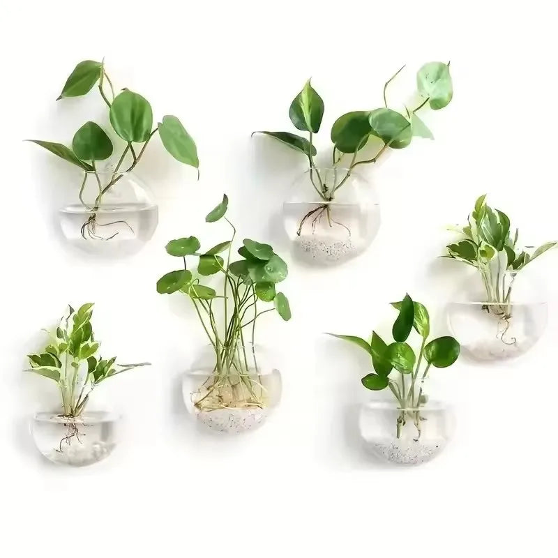 Pack Wall Hanging Glass Terrarium